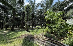 Chemor, Perak 31200
