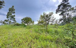Kuala Kangsar, Perak 31100