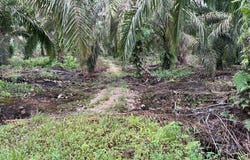 Pontian, Johor 81500