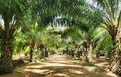 Gua Musang, Kelantan 18300