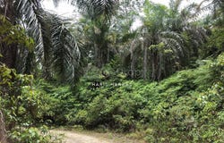 Batu Yon, Lipis, Pahang 27200