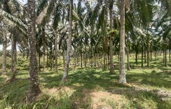 Senai, Johor 81400