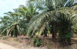 Sungai Pelek, Sepang, Selangor 43950