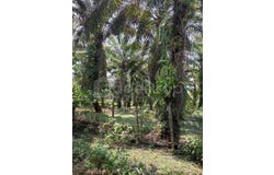 Tapah, Perak 35350