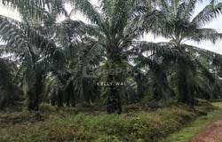Bentong, Pahang 28700