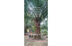Kuala Krai, Kelantan 18000