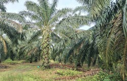 Bentong, Pahang 28700