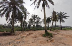 Pontian, Johor 82000