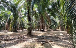 Parit, Perak 32800