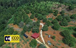 Kuala Kangsar, Perak 31100