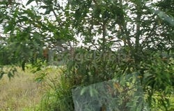 Rawang, Selangor 47000