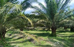 Batu Gajah, Perak 31550