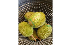 Bentong, Pahang 28700