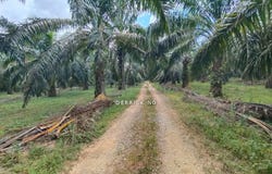 Kuala Muda, Kedah 08300