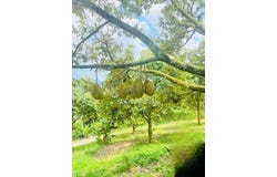 Kalumpang 44000 Kerling Selangor, Kerling, Selangor 44000