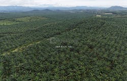 Kuala Muda, Kedah 06720