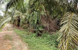 Banting, Selangor 42700
