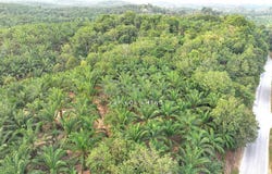 Kuala Kangsar, Perak 31100