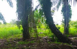 Kerian, Perak