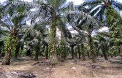 Jenjarom, Selangor 42600