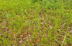 Persiaran Golf, Shah Alam, Selangor 40150