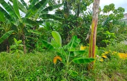 Taiping, Perak 34600
