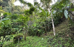 Hulu Langat, Selangor