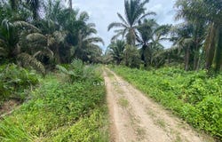 Mukim Ulu Benut, Kluang, Kluang, Johor 82200
