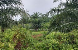 Banting, Selangor 42700