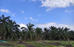 Pontian, Johor 82100