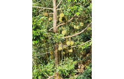 Bentong, Pahang 28700