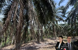 sungai siput, Kuala Kangsar, Perak 31100