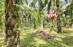 Selama, Perak