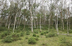 Kinta, Perak 31550