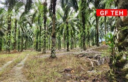 Larut Matang, Perak 34500