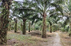 Pontian, Johor 82100
