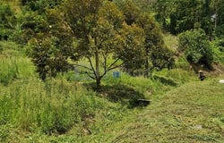 Bentong, Pahang