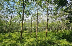 Batu Gajah, Perak 31800