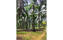Kota Tinggi, Johor 81900