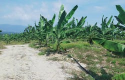 Sega, Pahang