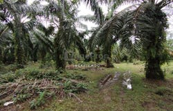 Banting, Selangor 42700