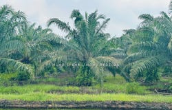 Jenjarom, Selangor 42600