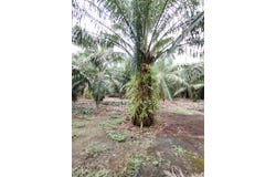 Banting, Selangor 42700
