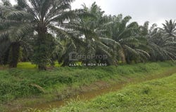 Kuala Langat, Selangor 42500