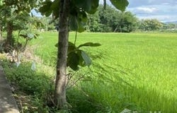 บ้านน้อย, บวกค้าง, อำเภอสันกำแพง, จังหวัดเชียงใหม่, 50130, ประเทศไทย, สันกำแพง,