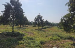 บ้านหนองหัวเสือ, โคกกรวด, ปากพลี, นครนายก, 26130 ประเทศไทย, ปากพลี,