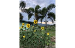 กุยบุรี, ประจวบคีรีขันธ์, 77150 ประเทศไทย, กุยบุรี,