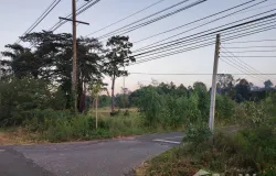 ป่าติ้ว, ยโสธร, 35150 ประเทศไทย, ป่าติ้ว,