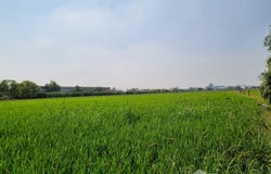 ถนน คลองหลวง-เชียงราก, คลองสอง, คลองหลวง, ปทุมธานี, 12120 ประเทศไทย, คลองหลวง,