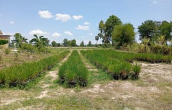 ทางหลวงชนบท อน. 3033, หนองบ่มกล้วย, บ้านไร่, อุทัยธานี, 61180 ประเทศไทย, บ้านไร่,